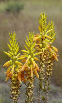 Aloe fosterii?, Asphodelaceae, Ohrigstad, Mpumalanga