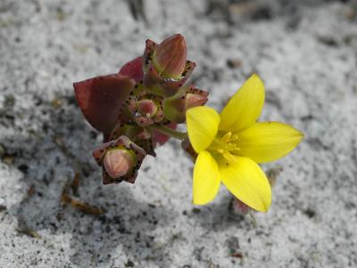 Crassula (dichotoma?), Crassulaceae, Cape Peninsula