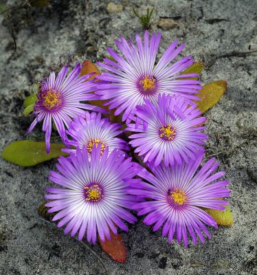 Dorotheanthus bellidiformis (Bokbaaivygie), Aizoaceae, Cape Peninsula