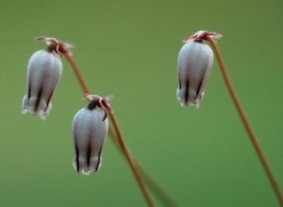 Drimia uniflora (Fairy bell), Hyacinthaceae, Pilgrim's Rest, Mpumalanga