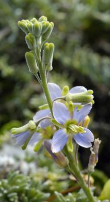 Heliophila linearis var reticulata, Brassicaceae, Cape Peninsula