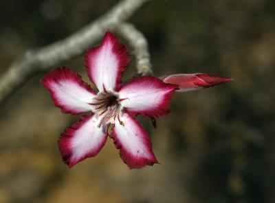 Adenium obesum (Impala lily), Apocynaceae, Nelspruit, Mpumalanga