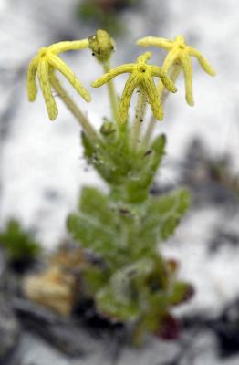Sutera/Jamesbrittenia/Lyperia sp. (tristis?), Scrophulariaceae, Cape Peninsula