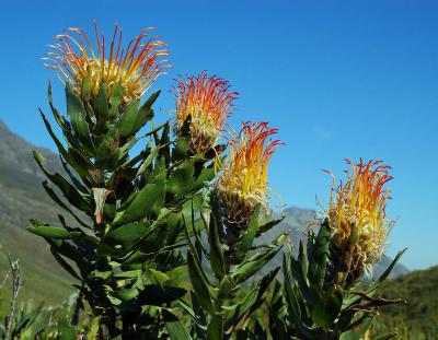Leucospermum gueinzii (Pincushion), Proteaceae, Jonkershoek, Western Cape