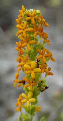 Manulea tomentosa, Scrophulariaceae, Cape Peninsula
