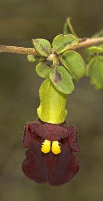 Tinnea galpinii (?), Lamiaceae, Roossenekal, Mpumalanga