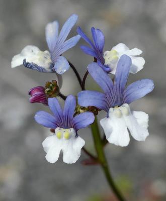 Nemesia versicolor, Scrophulariaceae, Cape Peninsula