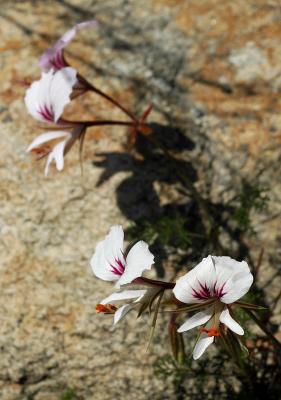 Pelargonium myrrhifolium, Geraniaceae, Jonkershoek, Western Cape
