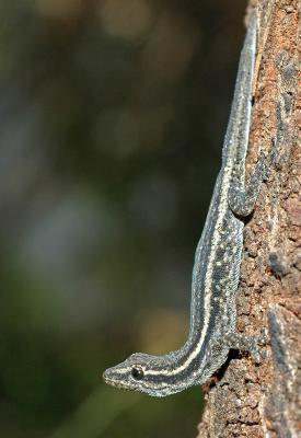 Cape dwarf gecko (Lygodactylus capensis)