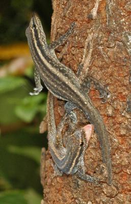 Cape dwarf geckos (Lygodactylus capensis) in territorial conflict