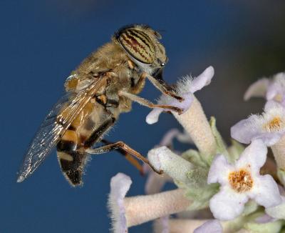 Hover fly (Eristalinus taeniops) on Buddleya salviifolia