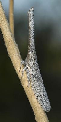 Twig snout bug (Zanna intricatus), Thabazimbi