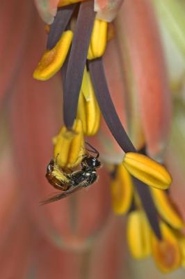 Solitary bee (Allodapula variegata) on Aloe peglerae