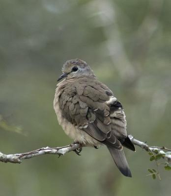 Greenspotted dove