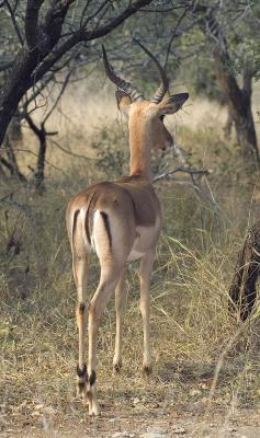 Attentive impala