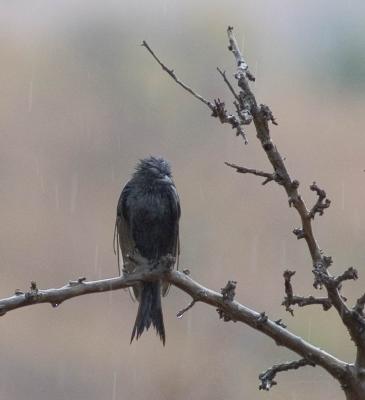Miserable forktailed drongo