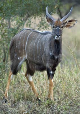 Nyala subadult male with adult colouring showing
