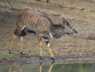 Young nyala male with first colouring showing