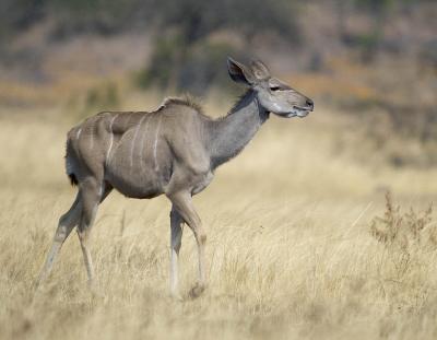 Old kudu cow