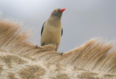 Red-billed oxpecker on giraffe