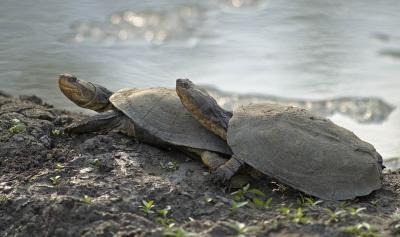 Terrapins taking a lunch break