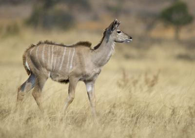 Young kudu