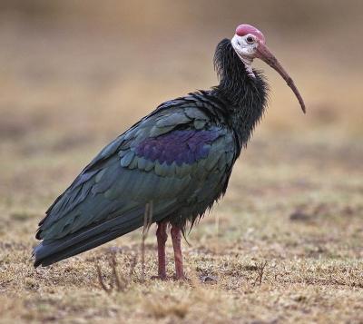 Bald ibis (Geronticus calvus)