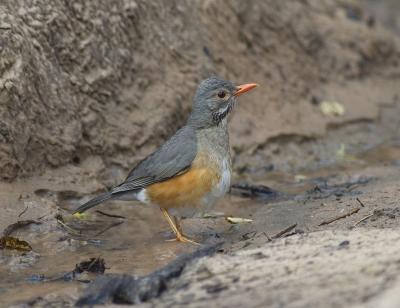 v3/26/576926/3/47901186.Kurrichane_thrush.jpg