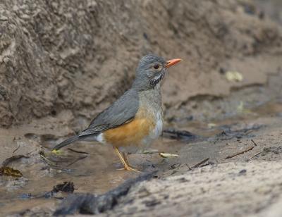 Kurrichane thrush (Turdus libonyana)