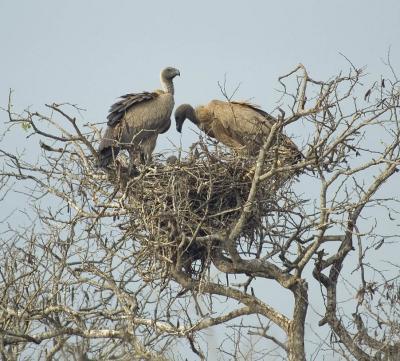 Whitebacked vulture (Gyps africanus) nest