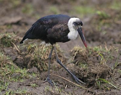 Woolly-necked stork (Ciconia episcopus)
