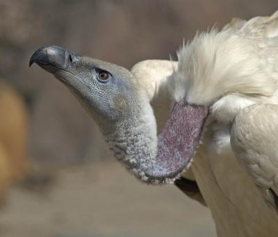 Cape vulture (Gyps coprotheres)