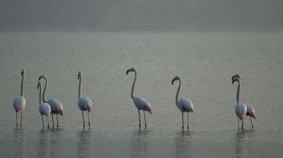 Greater flamingoes (Phoenicopterus roseus)