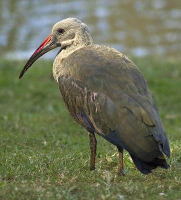 Hadeda ibis (Bostrychia hagedash)