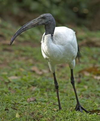 Sacred ibis (Threskiornis aethiopicus)