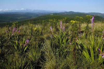 Watsonias above Woodbush Forest