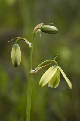 Albuca cooperi, Hyacinthaceae, Cape Town