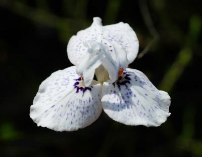 Moraea barnardi, Iridaceae, near Caledon. Very rare.