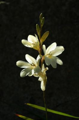 Tritonia lineata, Iridaceae, Caledon