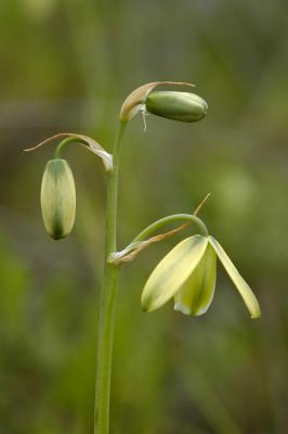 Albuca cooperi, Hyacinthaceae