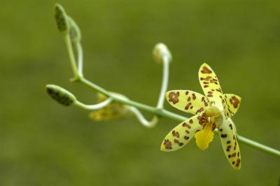 Ansellia africana, Orchidaceae