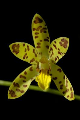 Ansellia africana, Orchidaceae