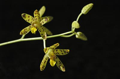 Ansellia africana, Orchidaceae