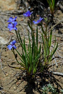 Aristea africana, Iridaceae