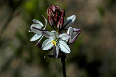 Drimia filifolia, Hyacinthaceae