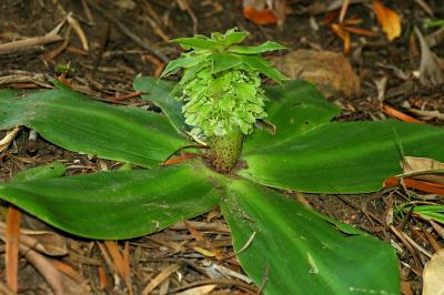 Eucomis regia, Hyacinthaceae
