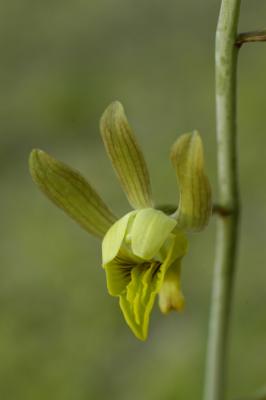 Eulophia hereroensis, Orchidaceae