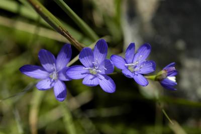 Geissorhiza aspera, Iridaceae