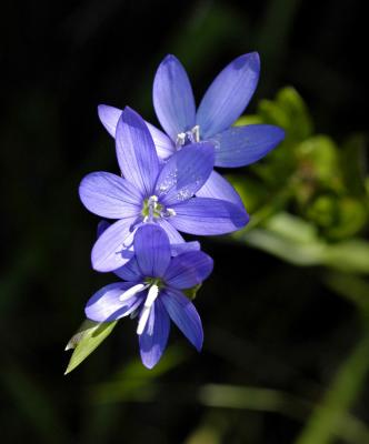 Geissorhiza aspera, Iridaceae