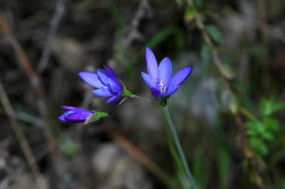 Geissorhiza aspera, Iridaceae
